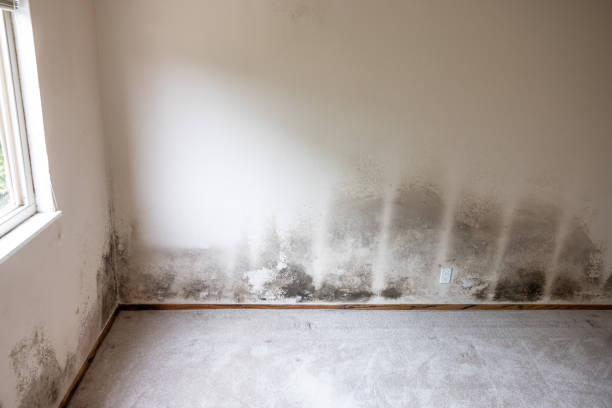 Professional Mold Inspection, Removal & Remediation in New Knoxville, OH